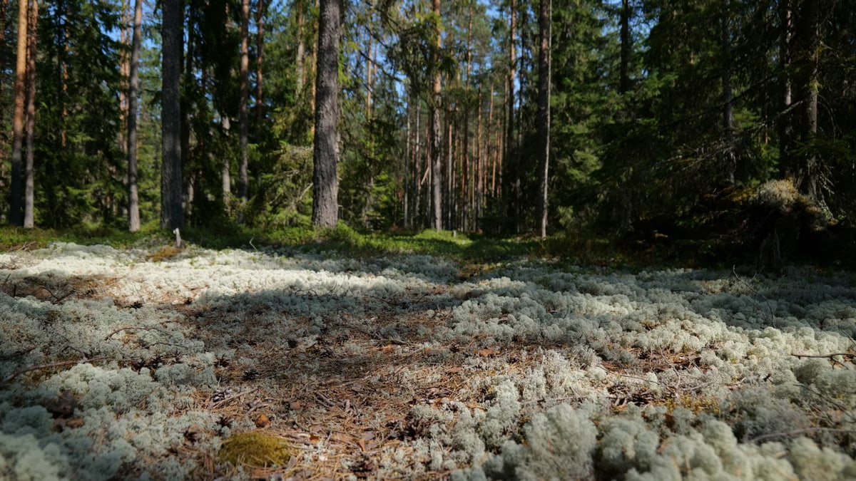 Explore a tranquil forest bathed in sunlight, with lush moss on the forest floor creating a serene atmosphere.